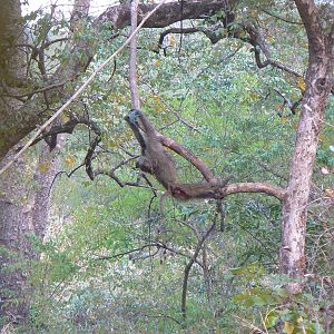 Hanging Leopard bait, a Baboon