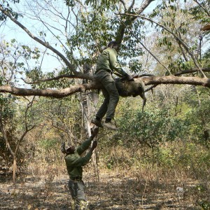 Hanging Leopard bait, a Baboon