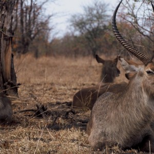 Waterbuck