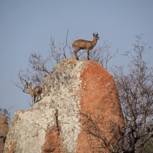 Klipspringer