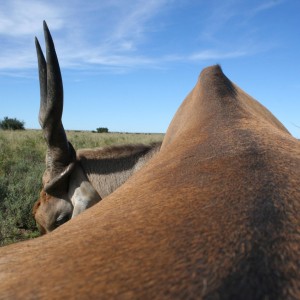 Eland