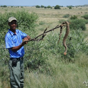 Puff Adder