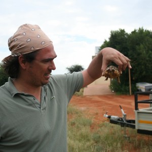 Baby Leopard Tortoise