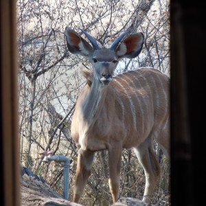 Young Kudu Bull