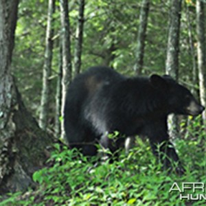 Small black bear 10 feet from my car on a trip to Tennessee, US