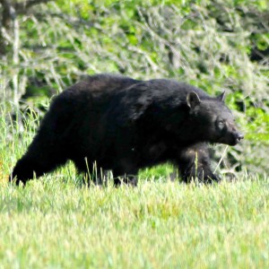 Big bear in an open field during my trip to Tennessee, US