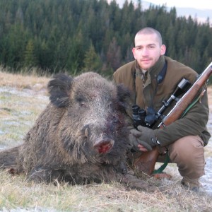 Boar from Slovakia