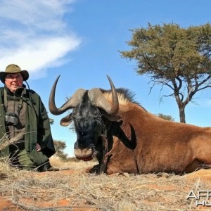 Black Wildebeest