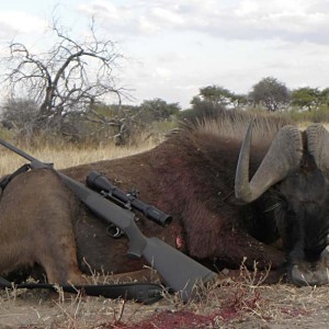 Black Wildebeest Bull - Kataneno