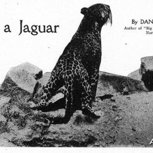 Killing a Jaguar, 1915