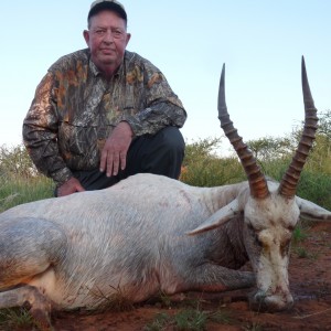 White Blesbok hunted in South Africa