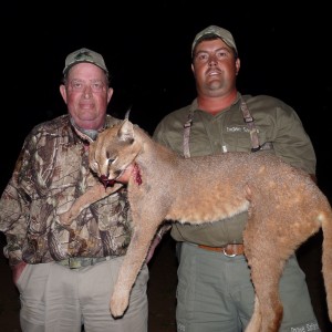 Caracal hunted in South Africa