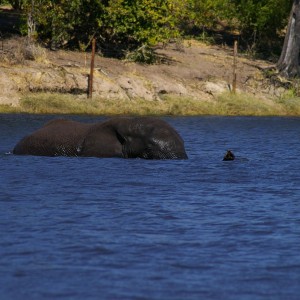 Elephant crossing Chobe River