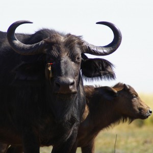 Buffalo cow and young