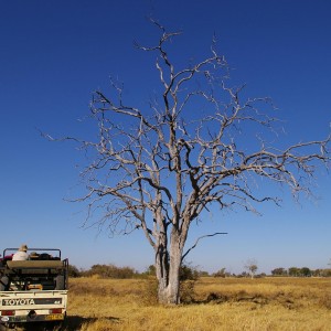 Okavango Delta