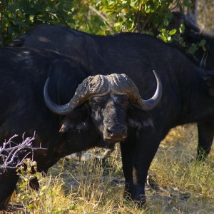 Cape buffalo