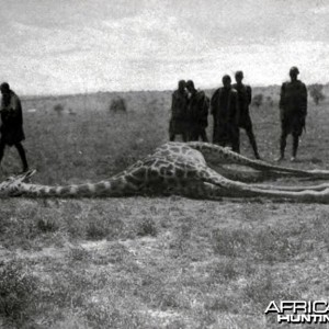 A young bull giraffe shot by Theodore Roosevelt at Kilimakiu