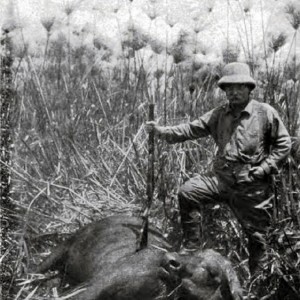 Theodore Roosevelt and buffalo cow in papyrus grass