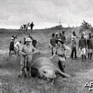 Theodore Roosevelt with hippo and bwana Engozi (Judd)