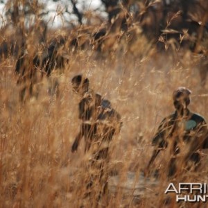 Trackers tracking a zebra in the tall grass