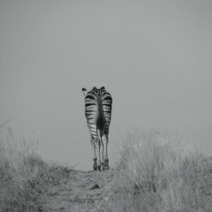 A young, lone zebra walks down a trail in South Africa