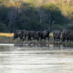 Group of over 20 young bulls