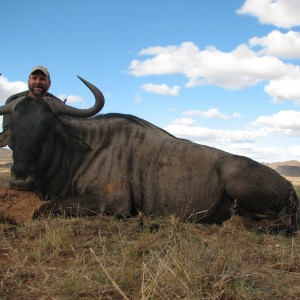 Blue Wildebeest