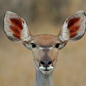Kudu Female South Africa