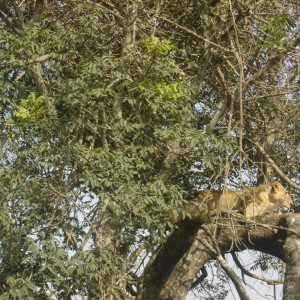 Found this cat resting on my last trip to Kenya