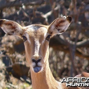 Impala ewe
