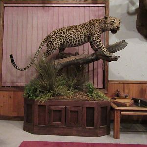 Leopard Full Mount Taxidermy