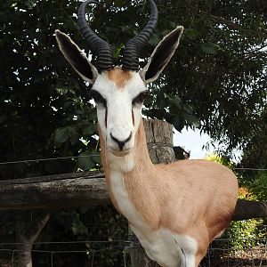 Springbok Shoulder Mount Taxidermy