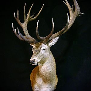 Stag Shoulder Mount Taxidermy