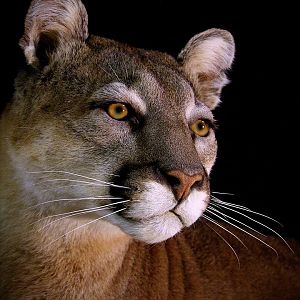 Cougar Full Mount Close Up