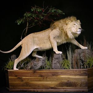 Lion Full Mount Pedestal Taxidermy