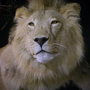 Lion Full Mount Pedestal Taxidermy Close Up