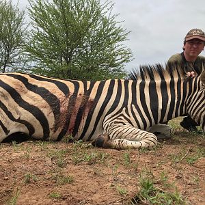 Hunt Burchell's Plain Zebra South Africa