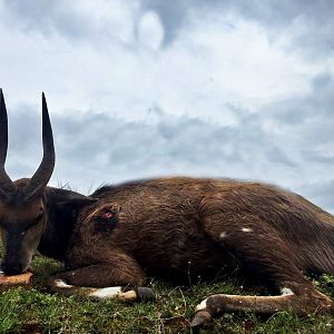 Bushbuck Hunt in South Africa