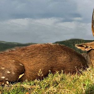 Hunting Bushbuck South Africa