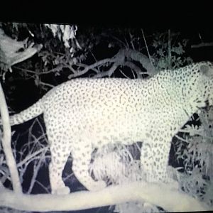Trail Cam Pictures of Leopard Zimbabwe