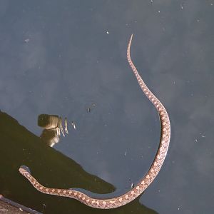 Common Egg eater Snake in water tank