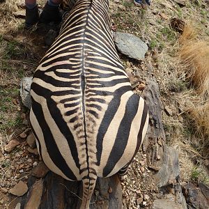 Namibia Hunting Hartmann's Mountain Zebra