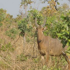 Western Hartebeest Burkina fFso