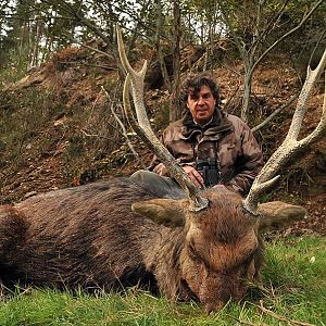 Sika Deer Hunting in France