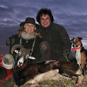 Hunting Mouflon France