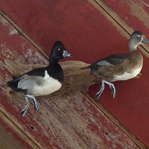 Ducks Full Mount Taxidermy