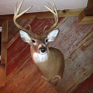 White-tailed Deer Shoulder Mount Taxidermy