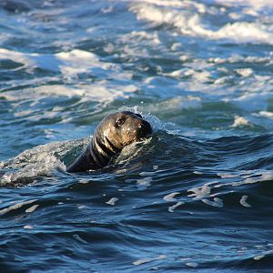 Seal Hunting in Norway