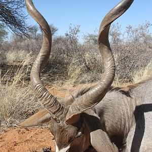 Kudu Non-trophy Hunting in Namibia