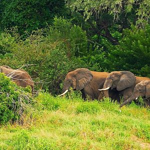 Herd of Elephant in Zambia